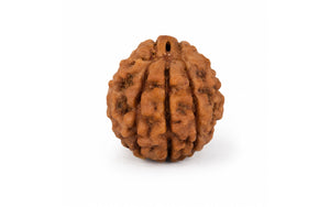 3 Mukhi Rudraksha 