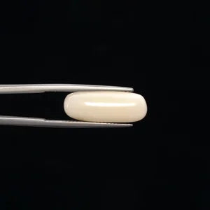 White Coral - 3254