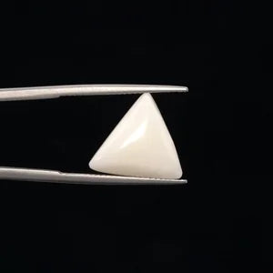 White Coral - 3234