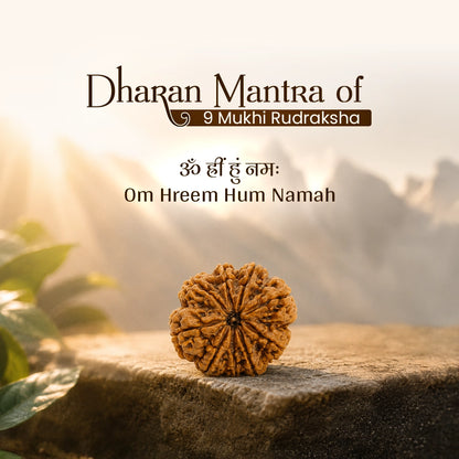 Energized 9 Mukhi Nepali Rudraksha