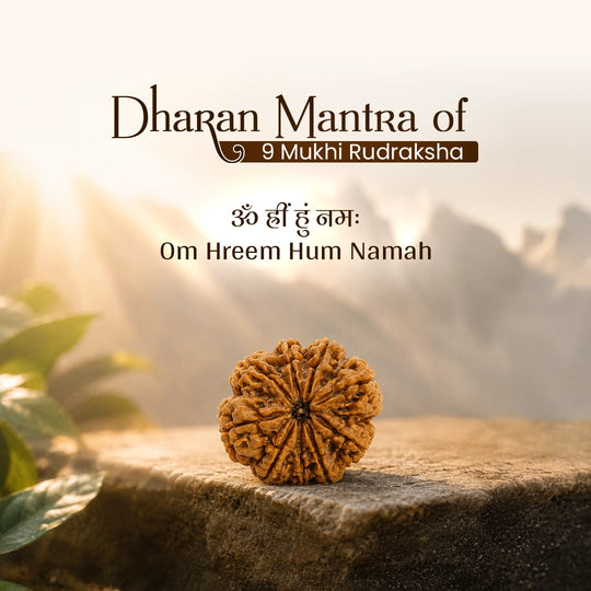 9 Mukhi Nepali Rudraksha