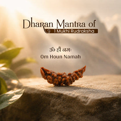 Energized 1 Mukhi Nepali Rudraksha