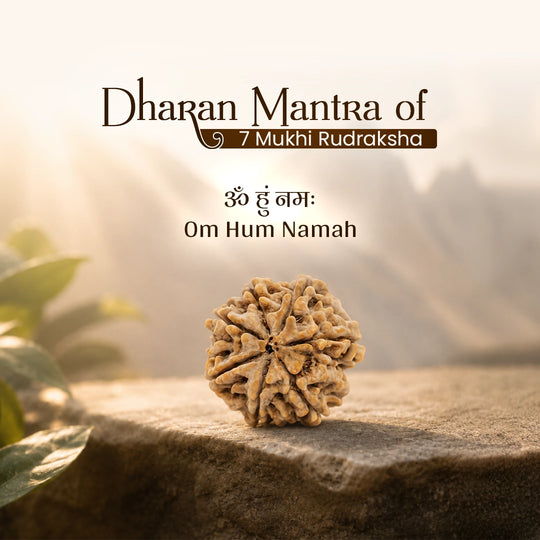 7 Mukhi Nepali Rudraksha with Free Puja Kit & Golden Pyrite Bracelet