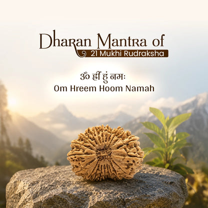 Energized 21 Mukhi Nepali Rudraksh