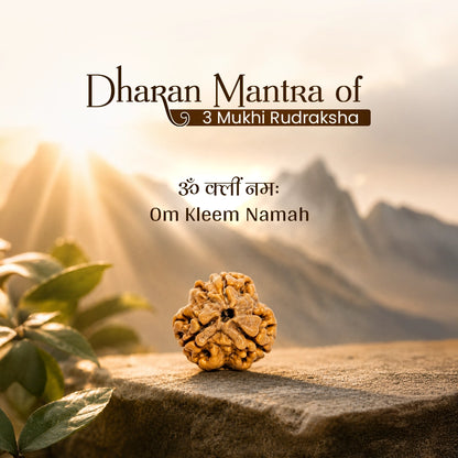 Energized 3 Mukhi Nepali Rudraksha