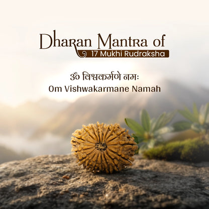 Energized 17 Mukhi Nepali Rudraksha