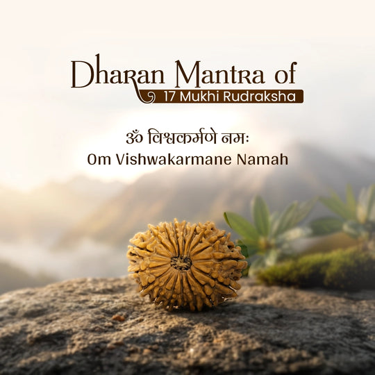 17 Mukhi Nepali Rudraksha