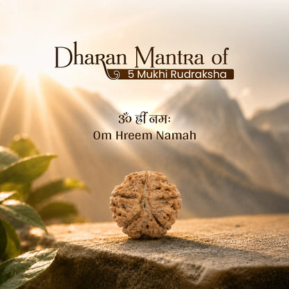 Energized 5 Mukhi Nepali Rudraksha