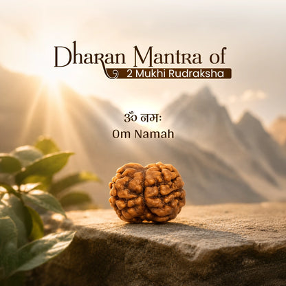 Energized 2 Mukhi Nepali Rudraksha