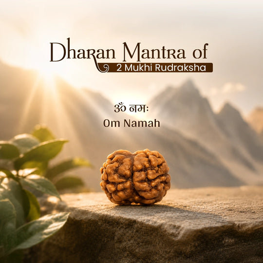 2 Mukhi Nepali Rudraksha