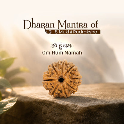 Energized 8 Mukhi Nepali Rudraksha
