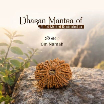 Energized 14 Mukhi Nepali Rudraksha