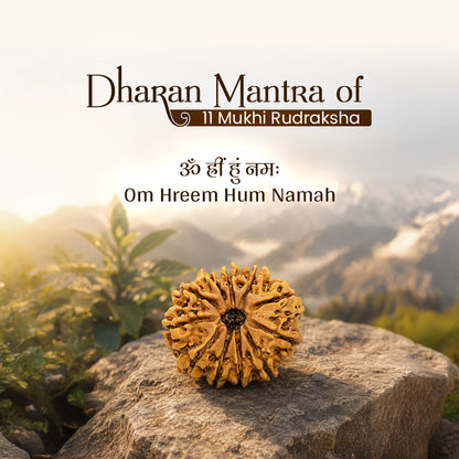Energized 11 Mukhi Nepali Rudraksha