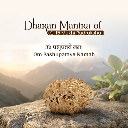 Energized 15 Mukhi Nepali Rudraksha
