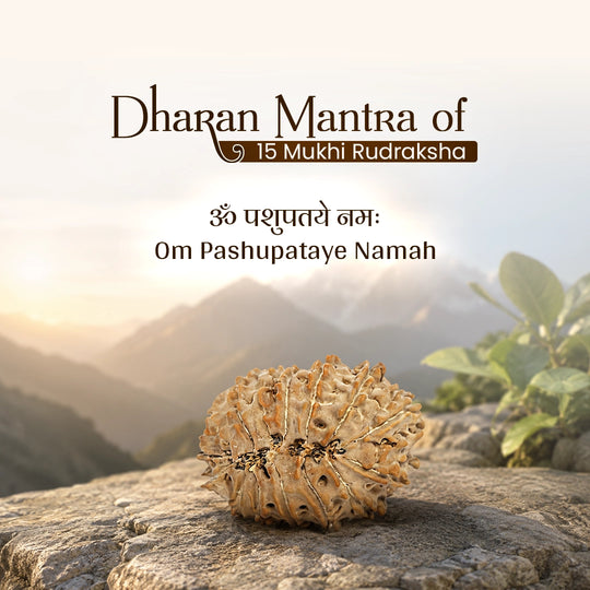 15 Mukhi Nepali Rudraksha