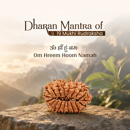 Energized 19 Mukhi Nepali Rudraksha