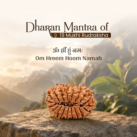 19 Mukhi Nepali Rudraksha