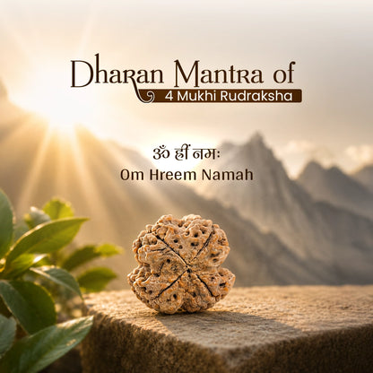 Energized 4 Mukhi Nepali Rudraksha