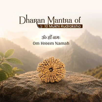 Energized 10 Mukhi Nepali Rudraksha