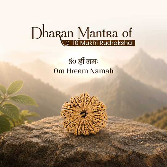 10 Mukhi Nepali Rudraksha