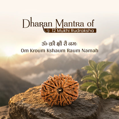 Energized 12 Mukhi Nepali Rudraksha
