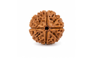 4 Mukhi Rudraksha 