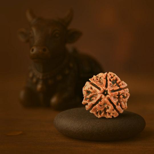 5 Mukhi Rudraksha