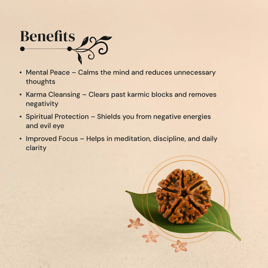 5 Mukhi Rudraksha