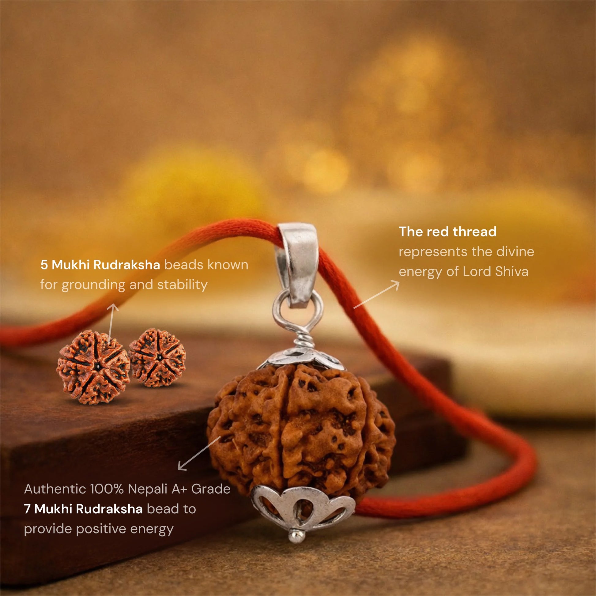 7 Mukhi Rudraksha in Silver Locket + Free 5 Mukhi Rudraksha (2 Pieces) - Gemsinvite  