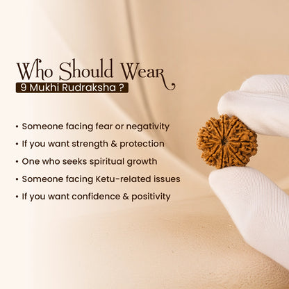 Energized 9 Mukhi Nepali Rudraksha