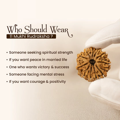Energized 11 Mukhi Nepali Rudraksha