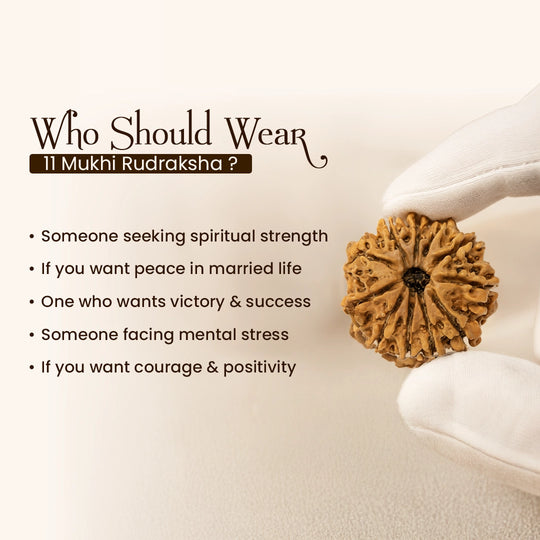 11 Mukhi Nepali Rudraksha