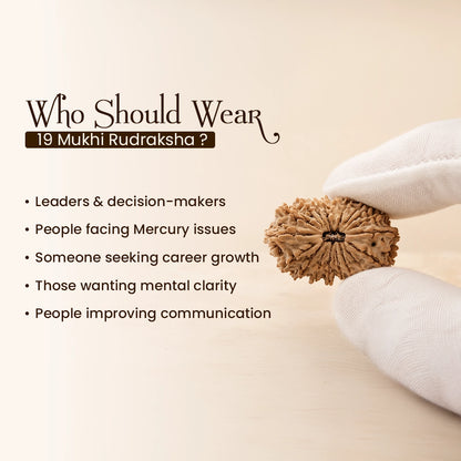 Energized 19 Mukhi Nepali Rudraksha
