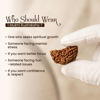 Energized 1 Mukhi Nepali Rudraksha
