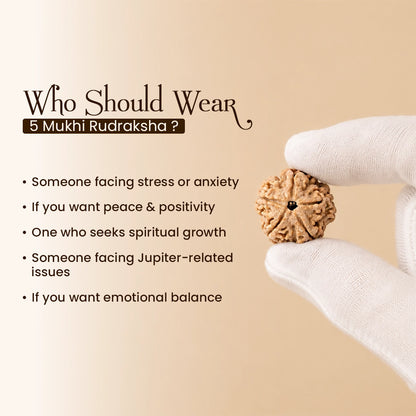 Energized 5 Mukhi Nepali Rudraksha