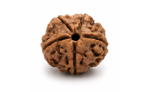 5 Mukhi Rudraksha 