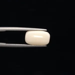 White Coral - 3251