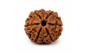 6 Mukhi Rudraksha 