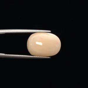 Natural White Coral - 10.36ct