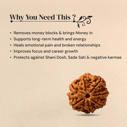 7 Mukhi Rudraksha in silver locket with Free 5 Mukhi Rudraksha (2 Pieces) – Divine Protection Combo