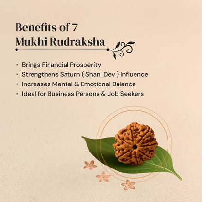 7 Mukhi Rudraksha in silver locket with Free 5 Mukhi Rudraksha (2 Pieces) – Divine Protection Combo