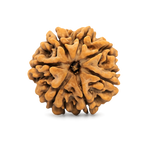 7 Mukhi