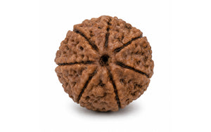 7 Mukhi Rudraksha 