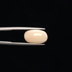 White Coral - 3248