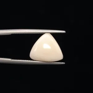 White Coral - 3235