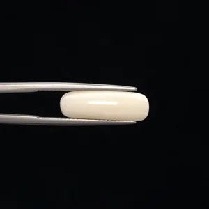White Coral - 3265