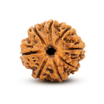 8 Mukhi