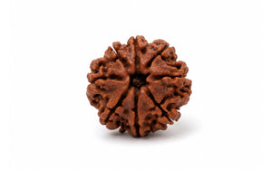 8 Mukhi Rudraksha 