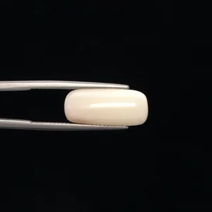 White Coral - 3264