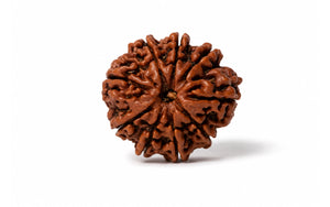 9 Mukhi Rudraksha 